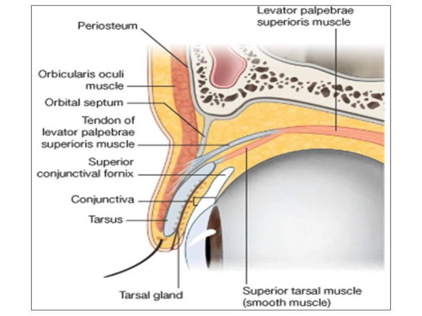 eyelid-anatomy